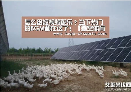 怎么给短视频配乐?当下热门的BGM都在这了!【星空体育下载】(图1) 星空体育APP